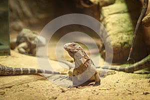 Young Cyclura nubila stands leaning on its front legs and watches its species with exaggeration. A curious Cuban ground iguana