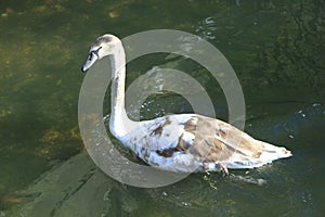 A young cygnet - Salisbury