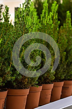 Young cypress trees stand in pots in garden store. Displayed in row Canadian spruce, thuja, juniper, cypress in pots in store.