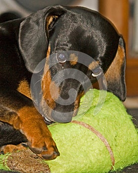 Young Dachshund with outsized tennis ball 0225