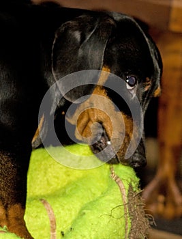 Young Dachshund with outsized tennis ball 10227