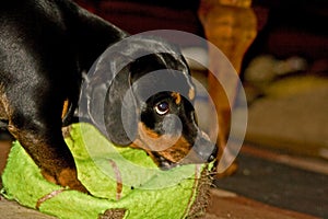 Young Dachshund with outsized tennis ball 10228