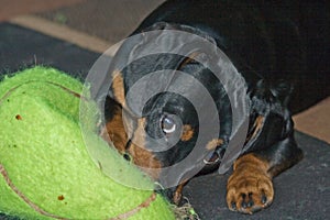 Young Dachshund with outsized tennis ball 10239
