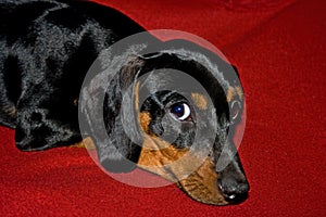 Young Dachshund on red 9083