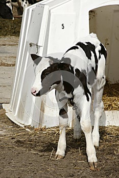 Young dairy cow by shelter