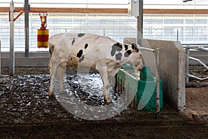 a young dairy cow stands in front of a drinking bowl with fresh water on a farm