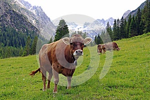 Young dairy cows in the mountains