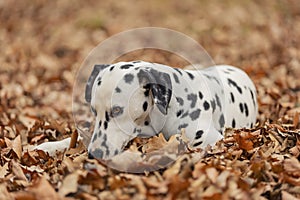 young dalmatian dog in autumn forest