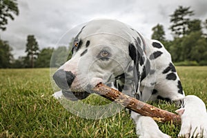 Young Dalmatian Dog close up chewing on a stick