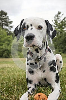 Young Dalmatian Dog close up laying down with his ball