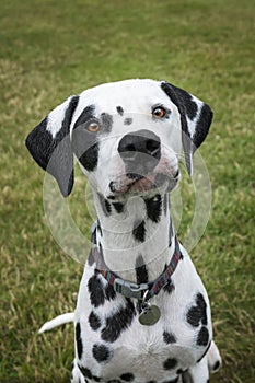 Young Dalmatian Dog close up looking at the camera