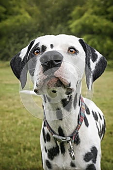 Young Dalmatian Dog close up looking at the camera