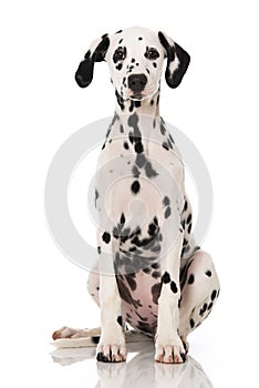 Young dalmatian dog isolated on white
