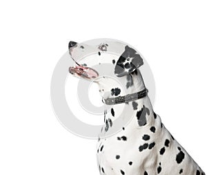 Young dalmatian dog in leather collar on white background.