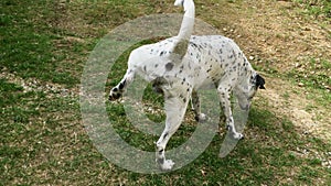 Young dalmatian dog marking territory and peeing on a grass.