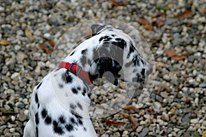 Young dalmatian dog (puppy)