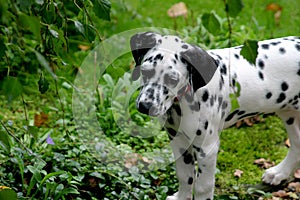 Young dalmatian dog (puppy)