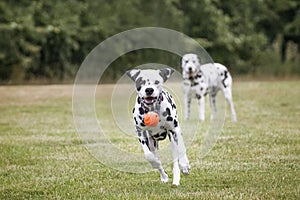 Young Dalmatian Dog running after his ball with another Dalmatian watching