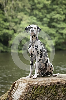 Young Dalmatian Dog sitting on a tree stump in front of a water lake