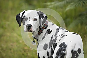 Young Dalmatian Dog standing and looking back towards the camera in a field