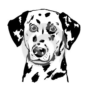 Young dalmatian hand drawn illustration. Spotted dog portrait.