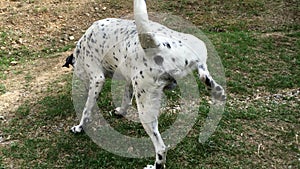 Young dalmatian male dog marking territory and peeing on green grass.
