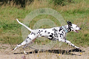 Young dalmatian running in field