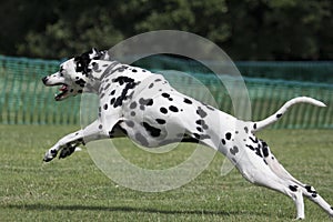 Young dalmatian running in field