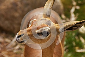 Young Dama or Mhorr Gazelle Fawn