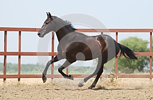 Young dark brown trakehner horse photo