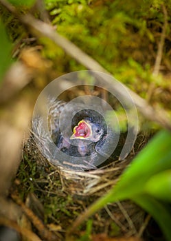 Dark Eyed Junco - Ground Nest with Young Birds photo