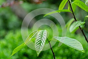 Young dark-green leaves of Asimina triloba or pawpaw in spring garden against green blurred backdrop. Spring concept