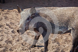 The young, dark woolly wild boar walking in a pigsty in the sand.