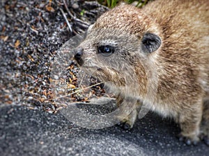 A young Dassie (also Cape Hyrax or Rock Hyrax) seen on Table Mountain, Cape Town, South Africa.