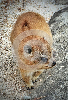 A young Dassie (also Cape Hyrax or Rock Hyrax) seen on Table Mountain, Cape Town, South Africa.