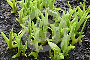 Young daylily plants (Hemerocallis fulva) after rain