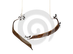 Young dead leaf mantises on a Ootheca isloated on white