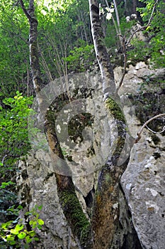 Young deciduous forest in Oltetului Gorges