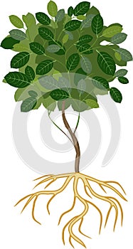 Young deciduous tree with green crown and root system