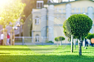 Young decorative pine tree with lash round neatly trimmed foliage, ornamental plant growing on green grass along city street on