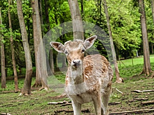 Young deer 1