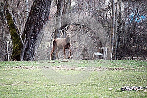 Young deer