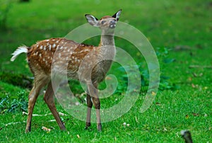 Young deer