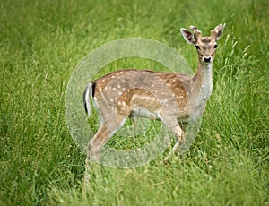 Young deer