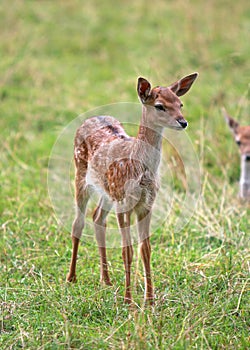 Young deer