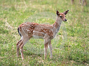 Young deer