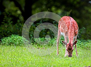 Young deer