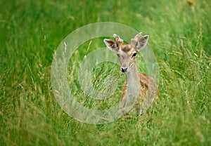 Young deer