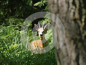 Young deer