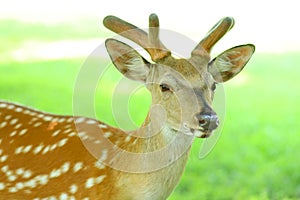 Young deer animal snout closeup